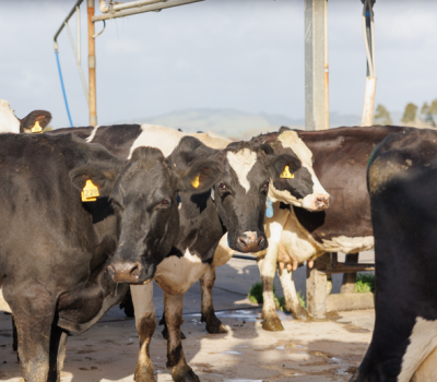 CIP Automation for Better Milk Plant Hygiene