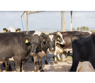CIP Automation for Better Milk Plant Hygiene