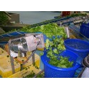 TEMA IP67 STAINLESS STEEL MOTOR